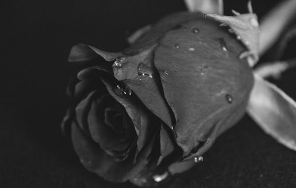 La signification mystérieuse des roses noires dévoilée